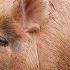 Why Billions Of People Won T Eat Pork Or Why We Don T Know