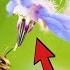 This Plant Does EVERYTHING Borage Growing Guide