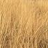 8 Hours Of Relaxing Nature Sounds The Rustle Of Dry Grass On The Prairie Sleep Meditation Video