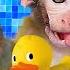 WOW Monkey Cleans The Toilet And Bathing Funny Monkey Video Maymun