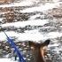 Deer Gets Rescued From Frozen Lake Bambi On Ice