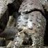 The Colossal Coconut Crab South Pacific BBC Earth