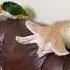 Shorts Parrot Animals Cute The Fox Sleeps So Soundly That Even A Parrot Cannot Wake Her Up