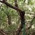 3 Min Under The Buddha Tree Bodhitree Mahabodhi Temple Bodhgaya