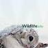 Siberian Flying Squirrel Shorts Wildlife Wildlifeinfo Educational Informative Uniqefacts