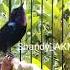 Kolibri Black Sunbird Gacor