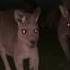 Is That A Skinwalker Deer Trollface