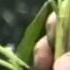 Growth Stages In Cereal Crops