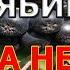 Черноплодная рябина польза и вред Полезные свойства и противопоказания