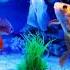 Beautiful Gold Fish Fish Aquarium Setup Gold Fish Tank Setup Shorts Viral Fish Aquarium