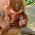 Most Adorable Clip Of Great Mama Play Happily With Her Cute Baby Monkey