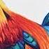 How To Draw A Colorful Bird Rooster Faber Castell Polychromos Pencils