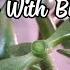 How To Prune And Propagate A Jade Plant Get Thicker Trunk