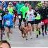 Dog Accidentally Runs Half Marathon Comes Home With 7th Place Medal