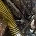 3 Benefits Of Millipedes Bayod