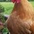 Golden Buff Orpington Crowing Shorts