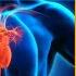 Heart Uncovered A Journey Through Human Heart Anatomy Anatomyvideos78