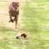 Cheetah Run HD