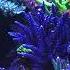 Coral Reef Aquarium Fish Tank With Water Sound Tropical Fish Screensaver 10 Hours