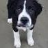 Introducing The Rock N Roll Pups Saint Bernard Mixes Paws And Claws Org