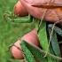 Hunting Insects Catch Grasshopper Katydid Mantis Cicada Jump Spider Grass Lizard Chameleon