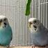 Australian Parakeets Stars November 25 2024