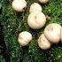 Beginner Small Puffball Mushroom 美丽泡芙球蘑菇