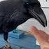 Animal Commonraven Crow Ravenbird Birds ворона воронгоша Raven