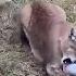 Bowling Pins Allow Lions Jaguars And Mountain Lions To Exercise Their Natural Instincts In