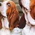 БАССЕТ ХАУНД Плюсы и минусы породы BASSET HOUND