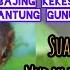 Suara Masteran Bajing Kekes Vs Pijatung Gunung