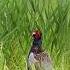 фазан фазаны Pheasant Birds Birdwatching Birdsounds Birdsong Wildbird Bird