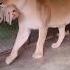 Walking Back And Forth In A Cage A Mother Lioness Holds Her Little Offspring In Her Mouth Lion