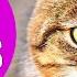 CAT MEOWING SOUNDS Realistic Cat Sounds And Noises With Videos