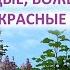 Настрои Молодое лицо и Молодые Божественно прекрасные глаза Новая версия Настрои Сытина Г Н