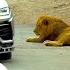 I Made Lamborghini Fight The Lion