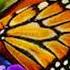 Andy Williams Butterfly