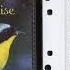 Dan Gibson Solitudes Song Birds At Sunrise 1996 Cassette Tape Rip Full Album