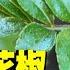 種子種花椒 成功率100 的秘訣