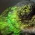 Snoring Hummingbird Super Cute Animals BBC