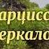 Нарцисс и Зеркало Таня Танк автор книги Бойся я с тобой