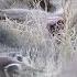 LIONS Hunt WATERBUCK As LEOPARD Watches