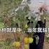 Persimmon Saplings Persimmon Saplings Base Fruited Short Red Fruit Short Video