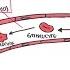 Haematology Red Blood Cell Life Cycle