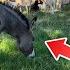 Should You Buy A Donkey Livestock Guardian Donkey