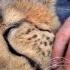 Taking A Nap With Loving Female Cheetah Cat Cuddles Falls Asleep In Man S Arms Needs Baby Binky