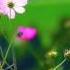 Flowers Video Background HD 1080p