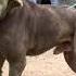 HEAVIEST BREED ALLIGATOR DOG IN THE WORLD Hammonds S ABLE CAN Gamedog Apbt Tru Game Pitbulls