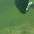 Eurasian Coot Feeding Under Water Birdlovers Viral