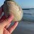 Geology Versus Sea Shells Geology Beach Shorts